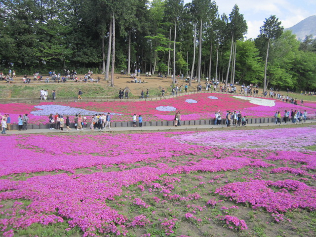 ハート型の芝桜
