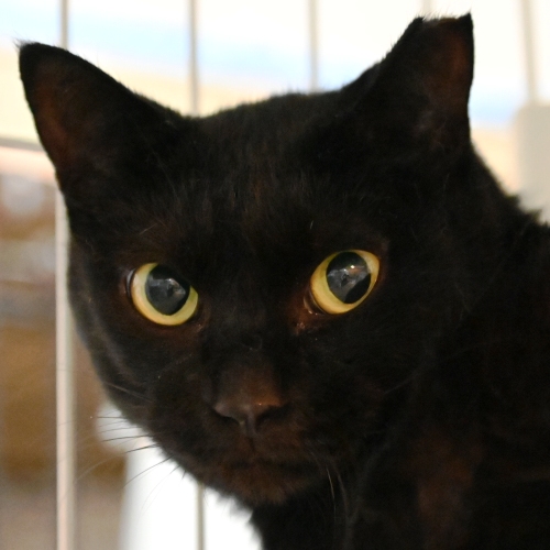 家族紹介用画像フォルダ