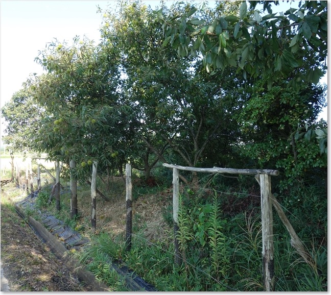 33道端の栗の木