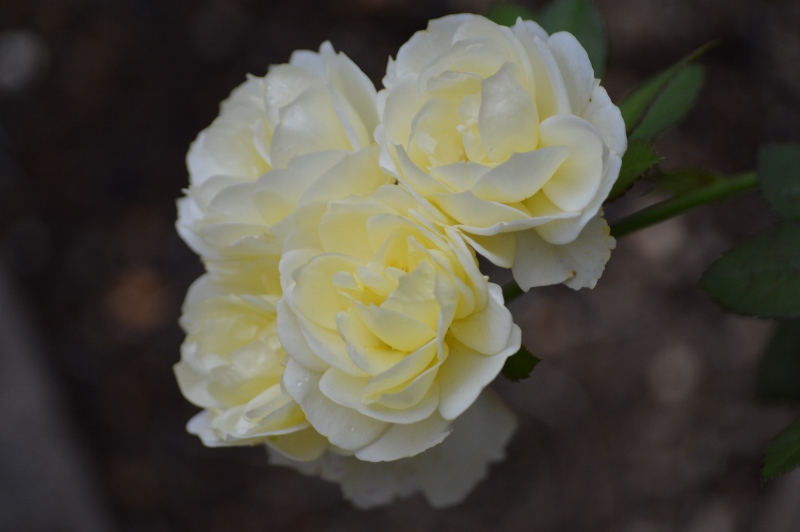 DSC_0119 (800x532).jpg