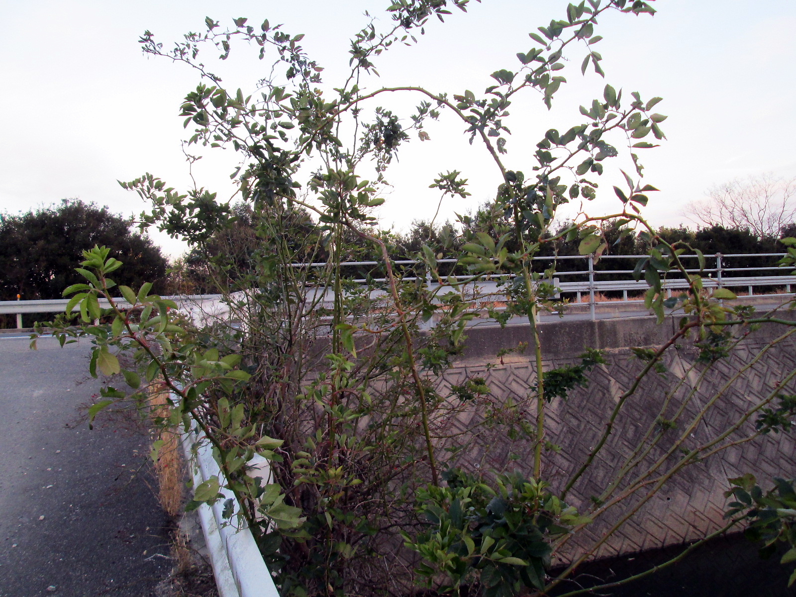 conv0800.JPG