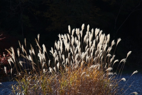 IMG_0140 (640x427).jpg