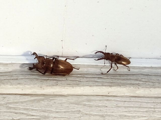 250623kuwagata.jpg