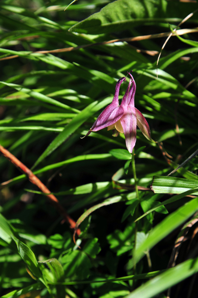 DSC_0722山苧環1.jpg