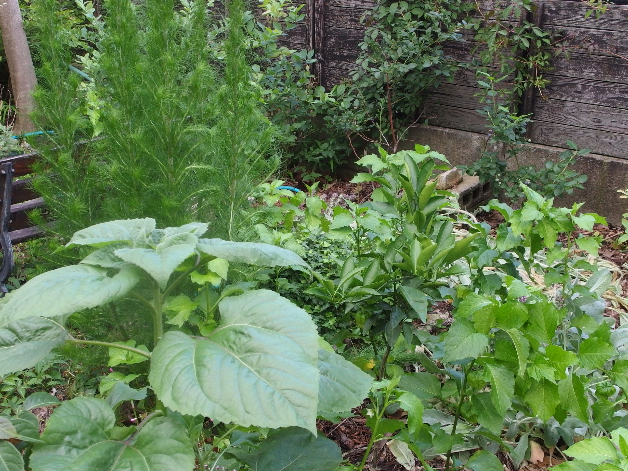 2015-06-24 17.10.00.jpg