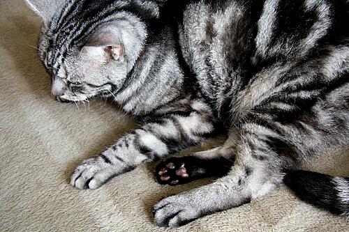 img_cyapi_9035.jpg