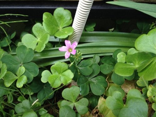 IMG_6943 (640x480).jpg