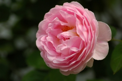 コピー ～ f 236.jpg