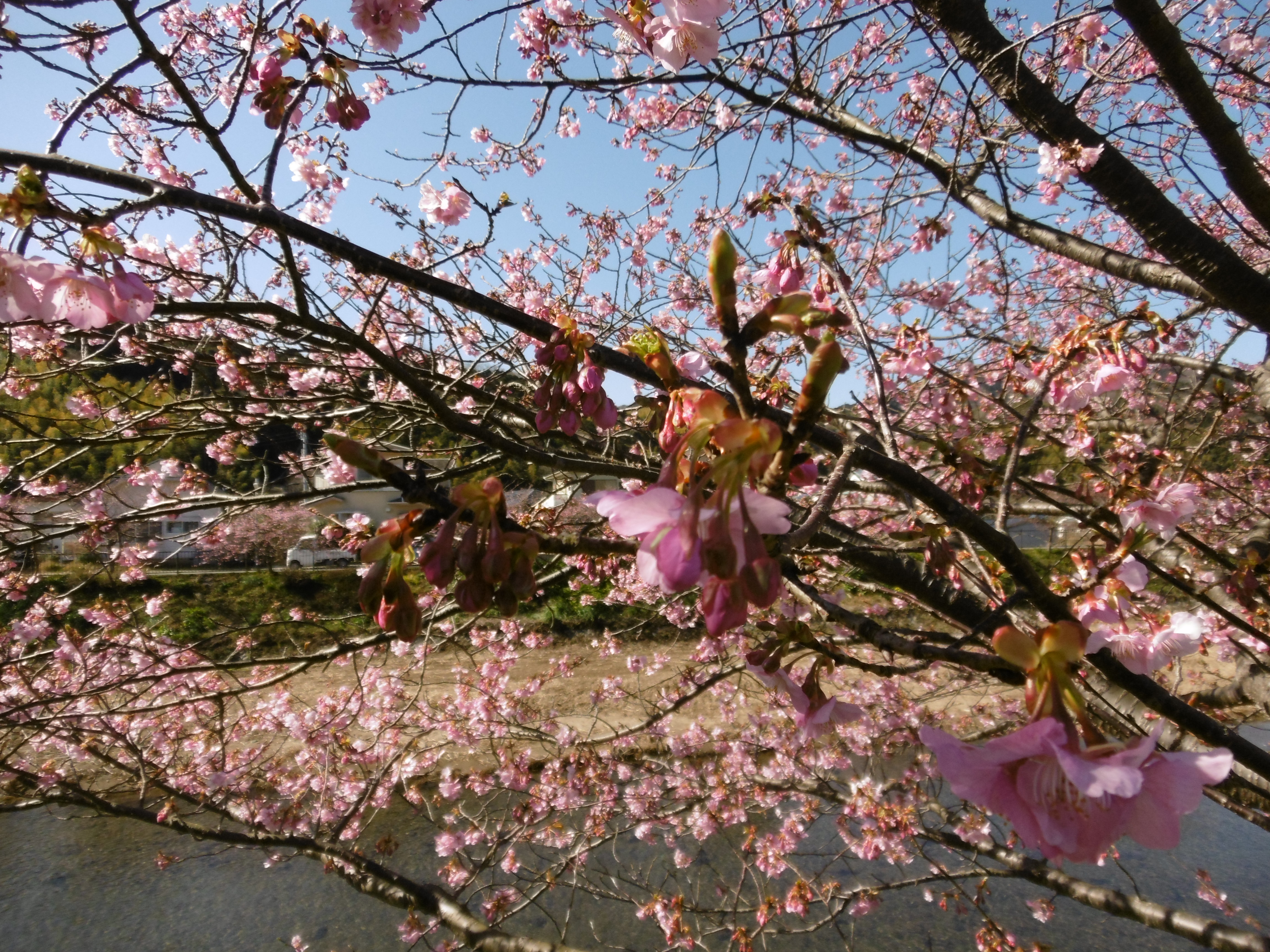 P1000705.JPG