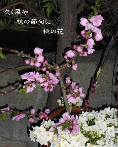 140303桃の花.jpg