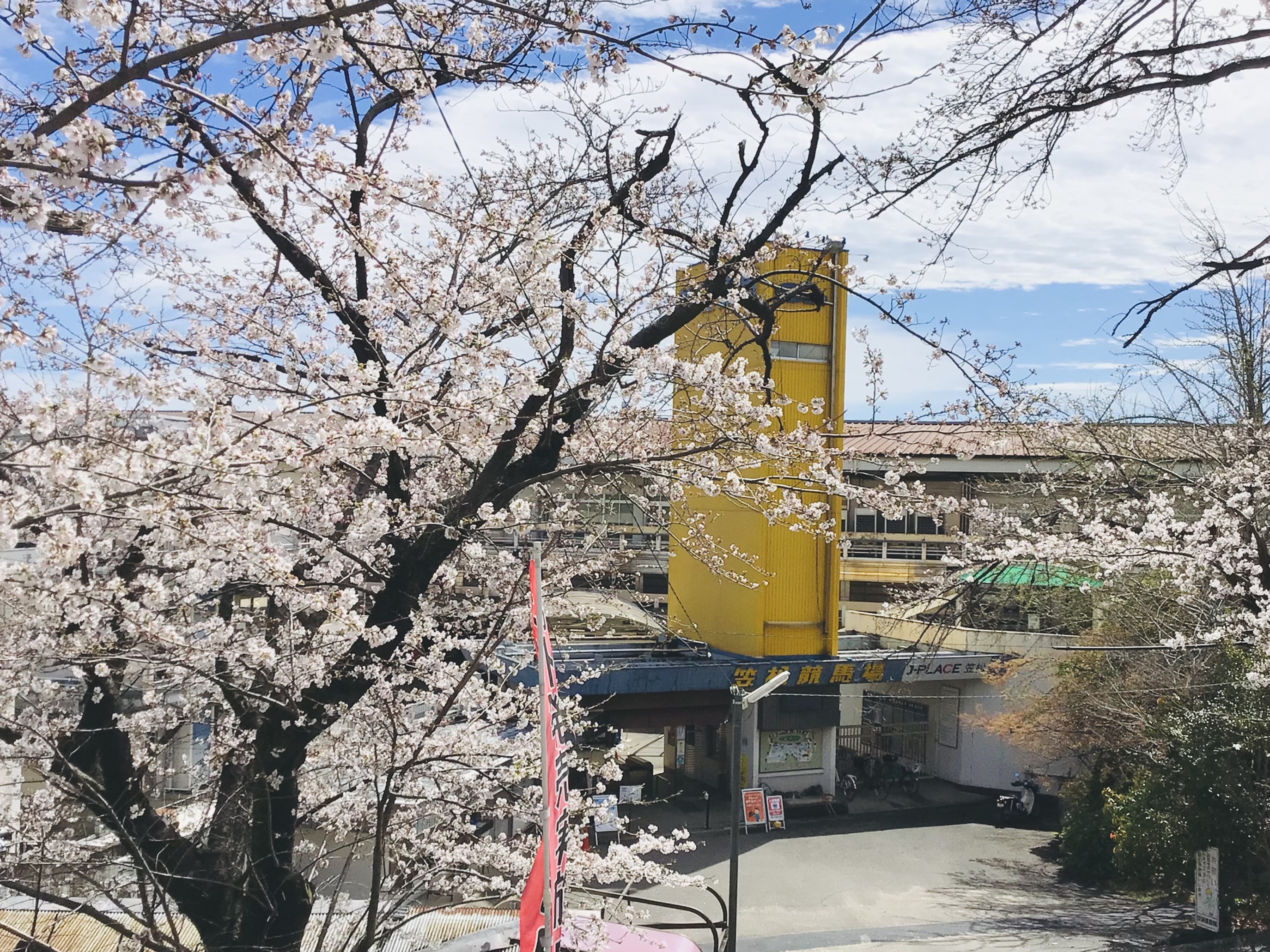 笠松桜２３０３.jpg