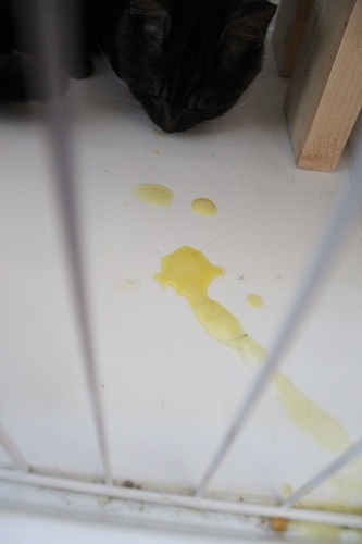 子猫嘔吐.JPG