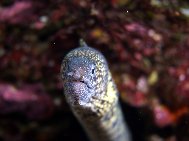 ワカウツボ.jpg