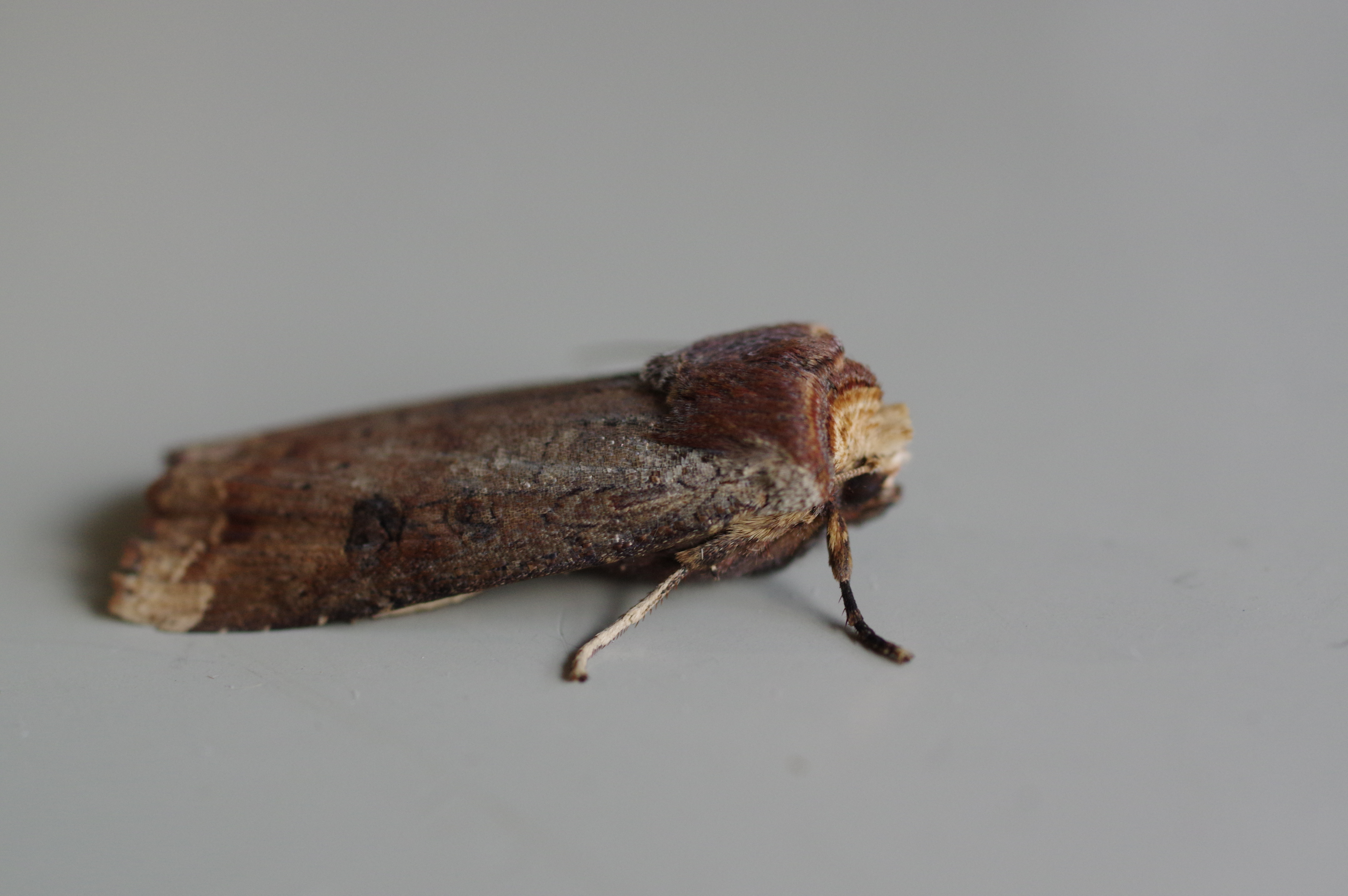 キバラモクメキリガ