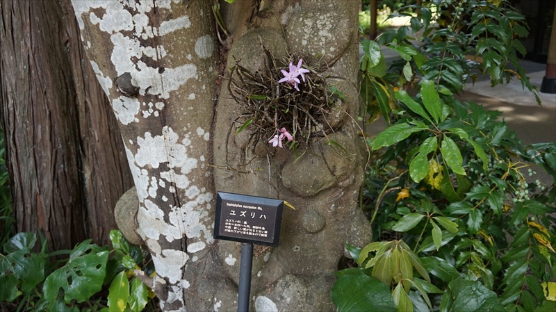 20150525 11070801.JPG