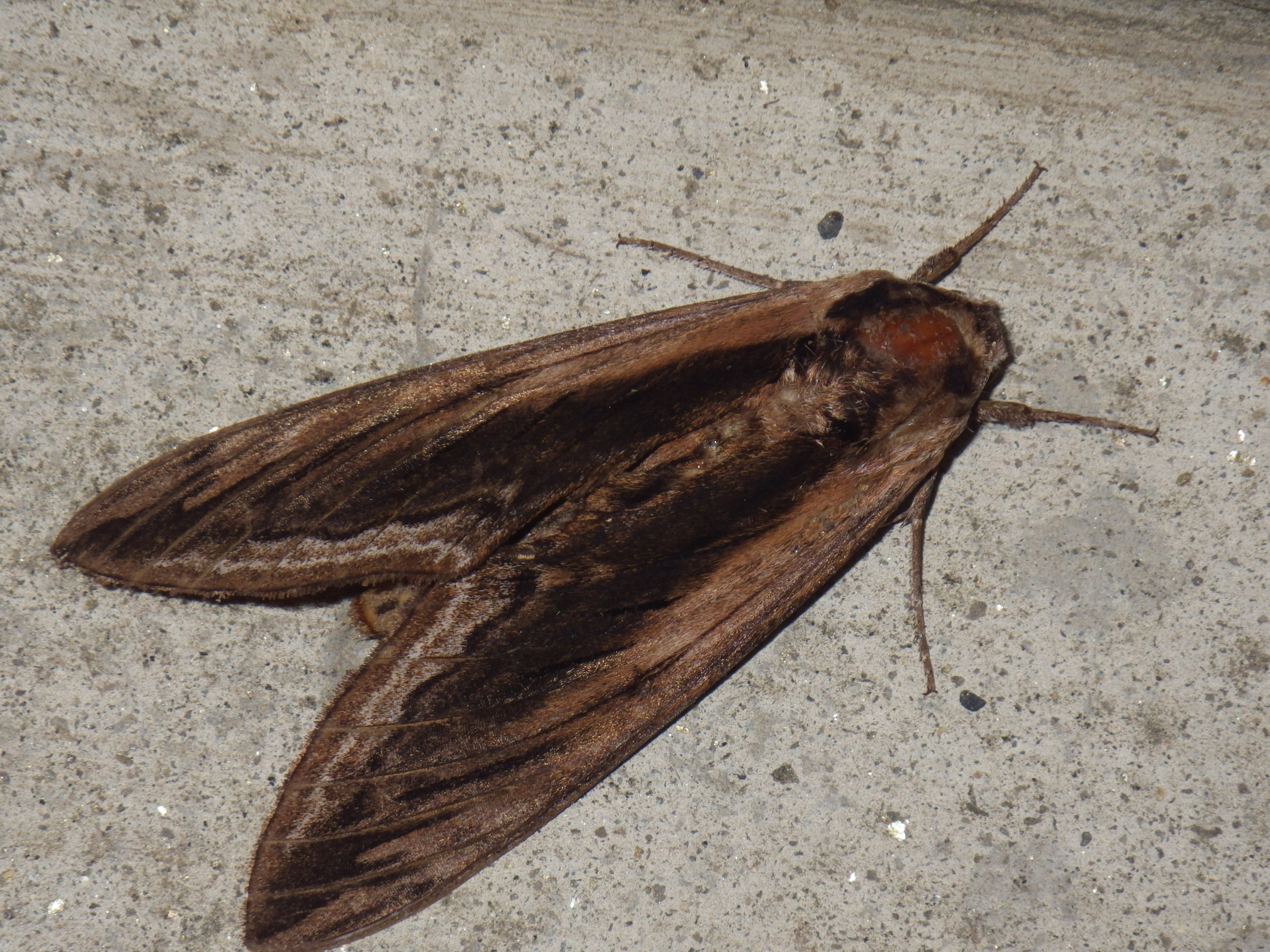 コエビガラスズメ