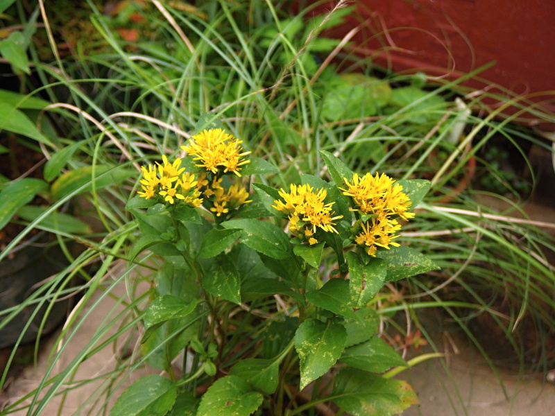 P9230036.JPG