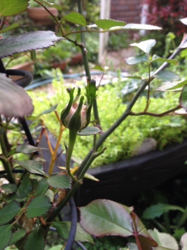 IMG_6895 (480x640).jpg