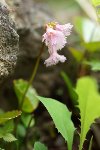 0616岩手山花２.jpg