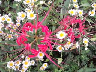 秋の紅白花_単に混ざって生えていたところ2017