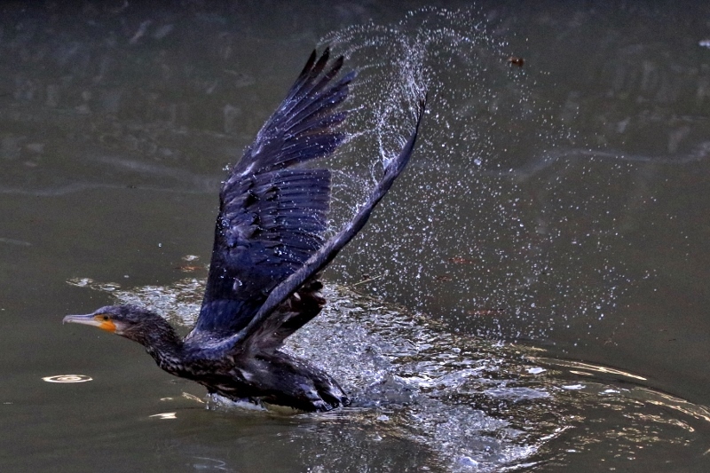 P95A0432 (800x533).jpg