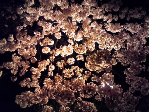 夜桜　2