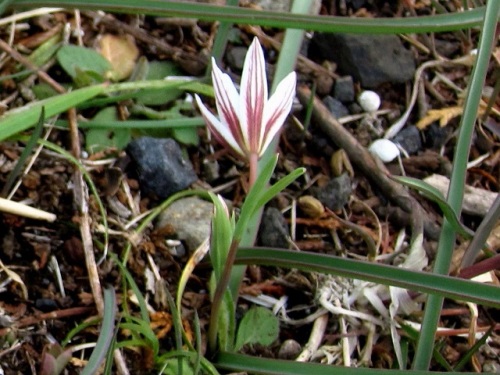 アマナの花を詳しく観察しました アマナの花言葉は お天気屋 で 陽があたると開花し陽がかげると閉じてしまいます しろうと自然科学者の自然観察日記 楽天ブログ