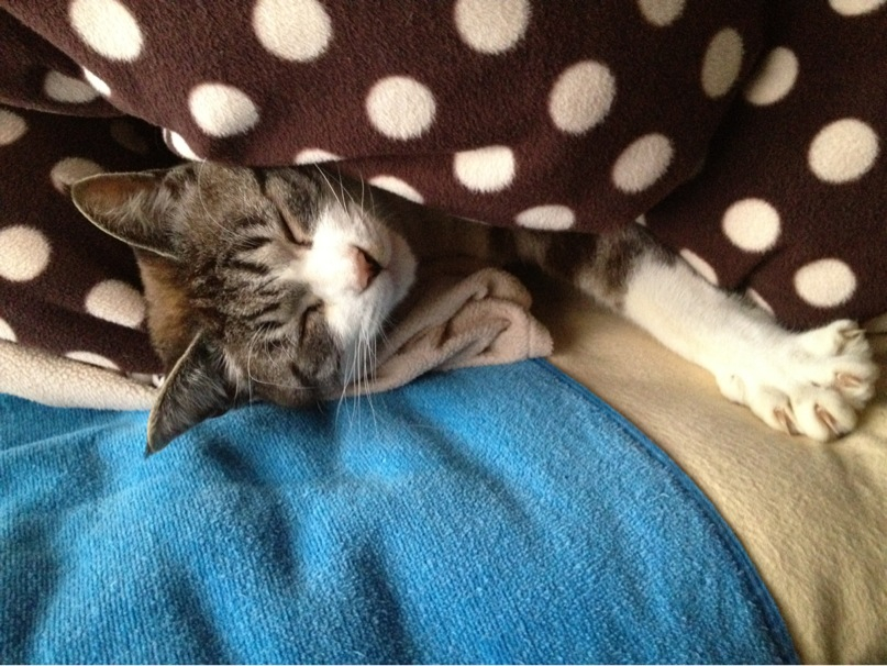 201302141631_4960_iphone.jpg