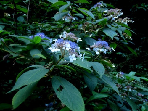 タマアジサイの花 タマアジサイの花言葉は あなたは冷たい だそうです 高尾山での自然観察 その17 最終回 しろうと自然科学者の自然観察日記 楽天ブログ