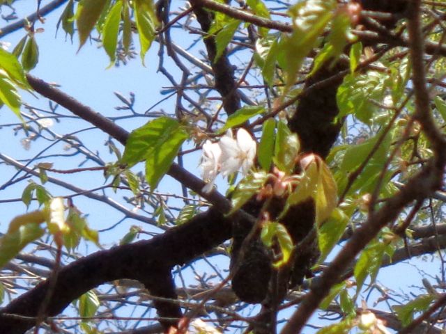 230423yamazakura.jpg