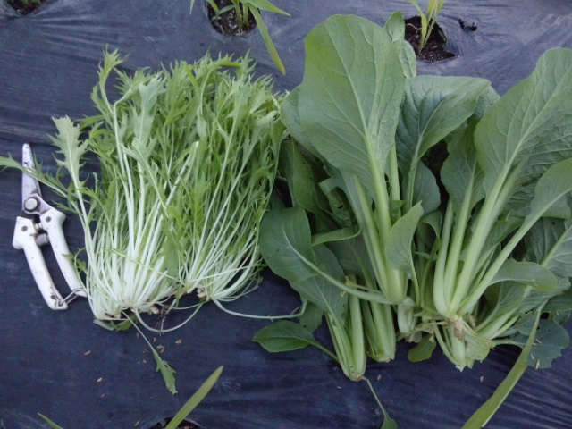03アブラナ科葉物野菜第一弾収穫