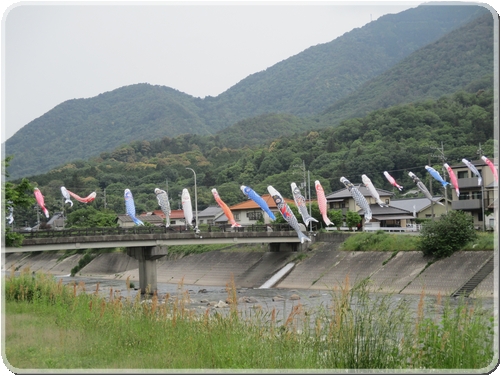 4024鯉のぼり_4024.jpg