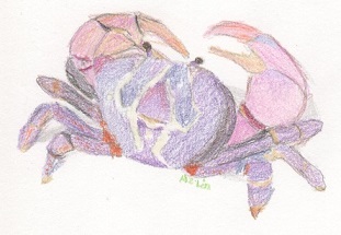 【Purple crab】2019.jpeg
