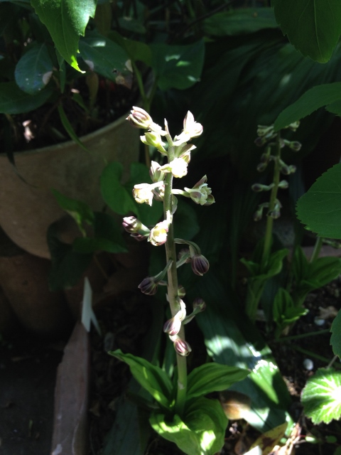 IMG_7008 (480x640).jpg