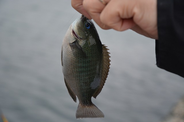 showPhoto (640×426)