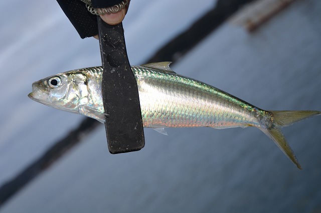 showPhoto (640×426)