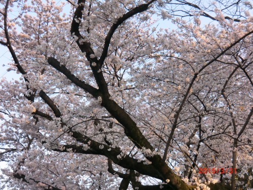 １５－４－１青葉台桜 011.JPG