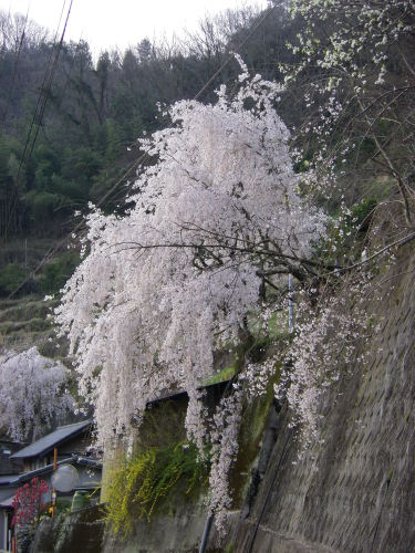 井折　しだれ桜