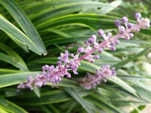 ヤブランが開花 秋の紫の花が増えました V ネコ様とガーデニング 楽天ブログ