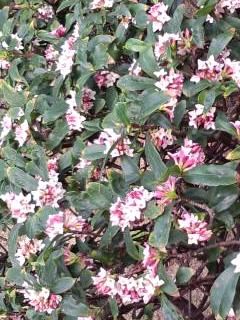 沈丁花の茂み2017