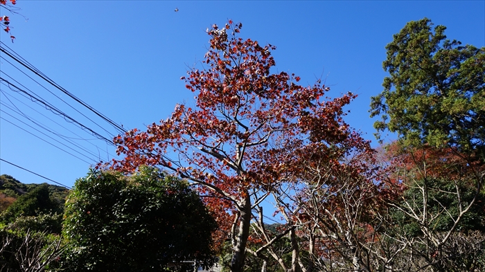 20151127 10412901.jpg