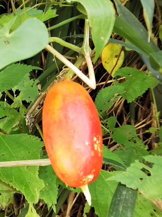 オレンジの鴉瓜2018