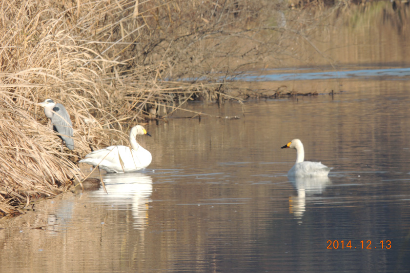 白鳥　26,12-003w.jpg