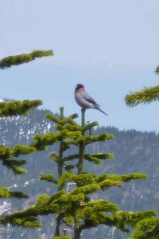 野鳥120140524.jpg