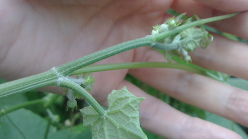 やっとハヤトウリの花が咲き始めました V ネコ様とガーデニング 楽天ブログ