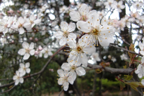 宮城県庁山桜 (1).JPG