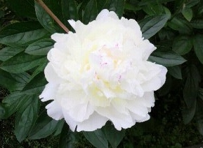 白い芍薬