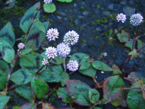 園芸植物 しろうと自然科学者の自然観察日記 楽天ブログ