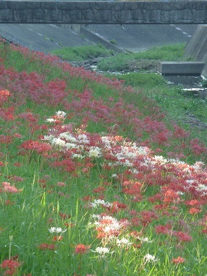 130922追手川の彼岸花.jpg