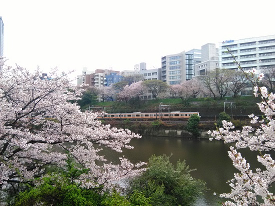 sakura_06.jpg